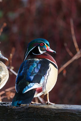Colourful Wood Duck