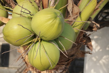 Close Up Fresh Coconut Fruit