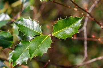 Green Holly Leaves