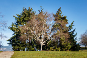 White Tree in park