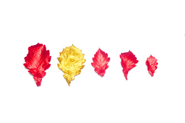 Oak leaves lying in a row isolated on white background. One is not the same as all. Differences.Dissimilarity.Otherness. Exclusivity and authenticity concept.
