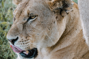 Lion in Ngorongoro