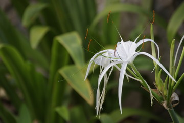 Crinum Lily ,  Crinum asiaticum Linn, in the Garden Close Up White Beautiful Flower 