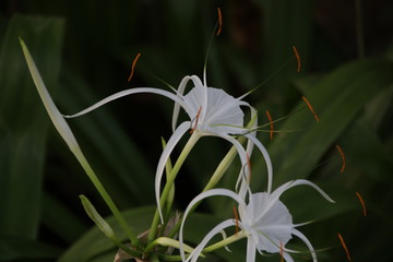 Crinum Lily ,  Crinum asiaticum Linn, in the Garden Close Up White Beautiful Flower 