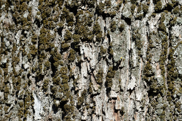 Bark of an old tree with moss on it close up. Tree bark background