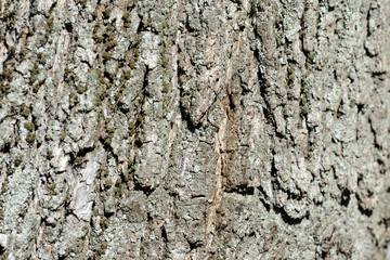 Bark of an old tree with moss on it close up. Tree bark background