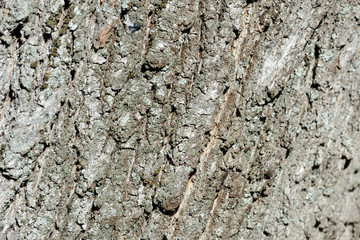 Bark of an old tree with moss on it close up. Tree bark background