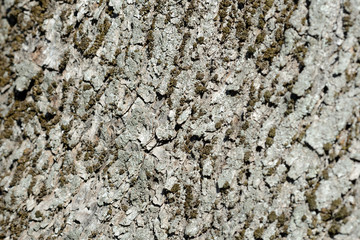 Bark of an old tree with moss on it close up. Tree bark background