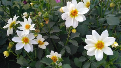 white flowers in the garden