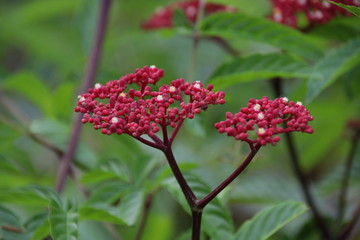 Red Milkweed Flower in the Garden, Summer Holidays