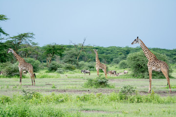 giraffe in National park in African