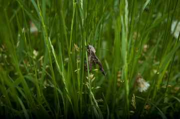 butterfly on a grass