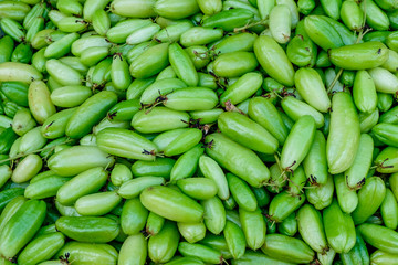 Cucumber tree, Tree sorrel, Bilimbi, Averrhoa bilimbi or 'Taling Pling' in Thai language