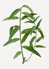 Basket willow branch