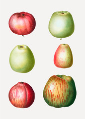 Vintage apples drawings