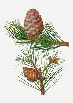 Swiss pine tree
