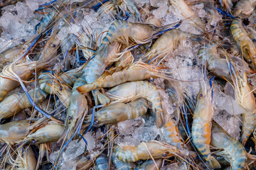 The fresh Giant River Prawn