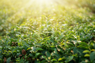Closeup fresh Green tea leaves. nature green background under morning sunlight. Natural green plants.