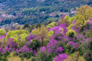 Naklejka na ściany i meble redbuds pink flowers in spring season Arta Greece