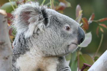 Koala #3