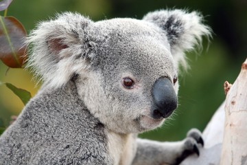 Koala #2