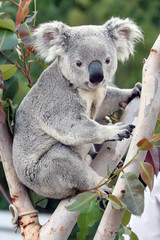 Koala #1