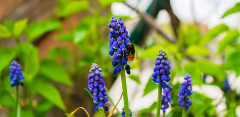 Blue flowers and a bee