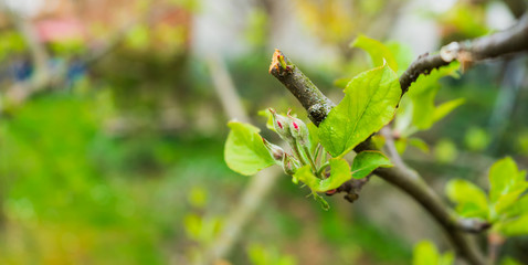 Leaves and shoots on a tree