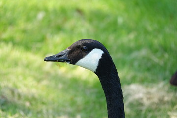 portrait of a goose