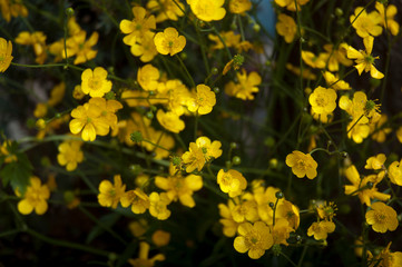 Obraz premium yellow flowers