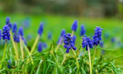 beautiful blue flowers on a meadow