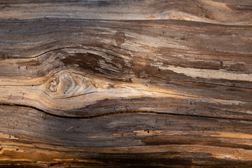 Plakat wood texture with natural pattern
