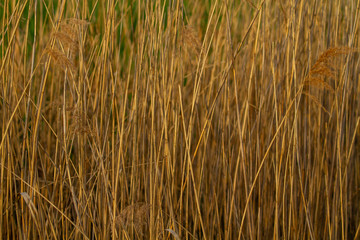 Fototapeta premium Reeds