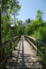 Fototapeta na wymiar wooden walkway in the forest