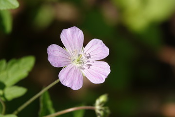 Fototapeta na wymiar violet flower
