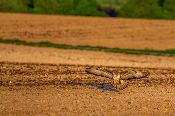 Eagle