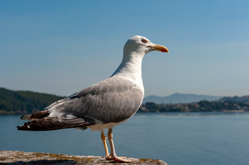 Gaivota na pedra
