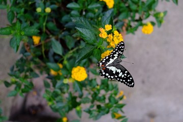 Papilio demoleus, the Common Lime Butterfly, is a common and widespread Swallowtail butterfly. It gets its name from its host plants which are usually citrus species such as the cultivated lime.