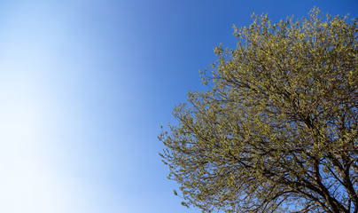 blühender Baum im Frühling vor einem blauen Himmel als Hintergrund geeignet