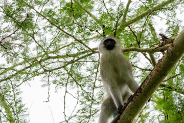 Portrait monkey in Uganda