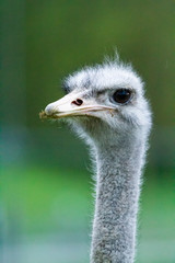 Ostrich