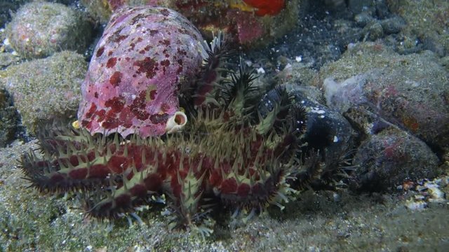 Close-Up: Starfish Fights to Get Away From Sea Snail in Big Island, Hawaii