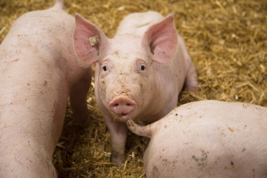 Mastschweine im Stroh
