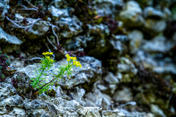 Spring flower