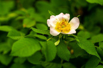 Fototapeta premium Spring flower