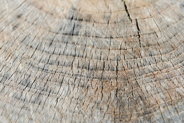 Tree cut trunk texture close up. Wooden background