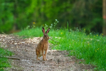 Wild rabbit