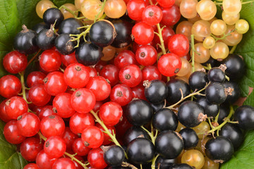 Currant. Background of black and red currants. Fresh berries. Top view. Background of fresh berries. Various fresh summer fruits, red and black. 