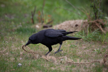 Crow pulling out a string for nest building