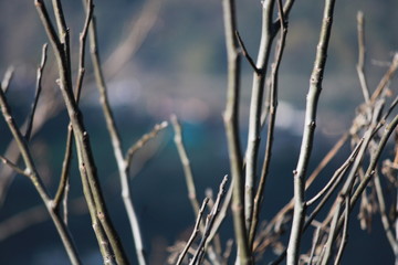 Tree Stick